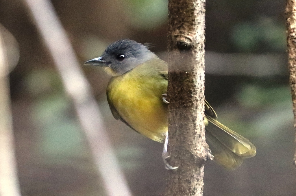 Gray-headed Bristlebill photo