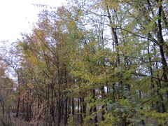 Populus deltoides wislizenii