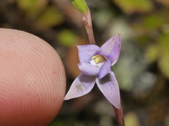 Thelymitra colensoi