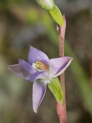 Thelymitra colensoi