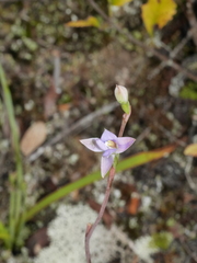 Thelymitra colensoi