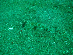 Diplobatis ommata