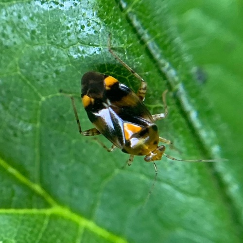 Three Spotted Nettle Bug, Amsterdam Nieuw-West, Amsterdam, Nederland, photo 8 of 10