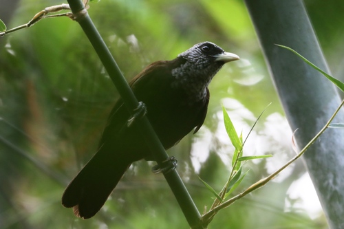 Capuchin Babbler