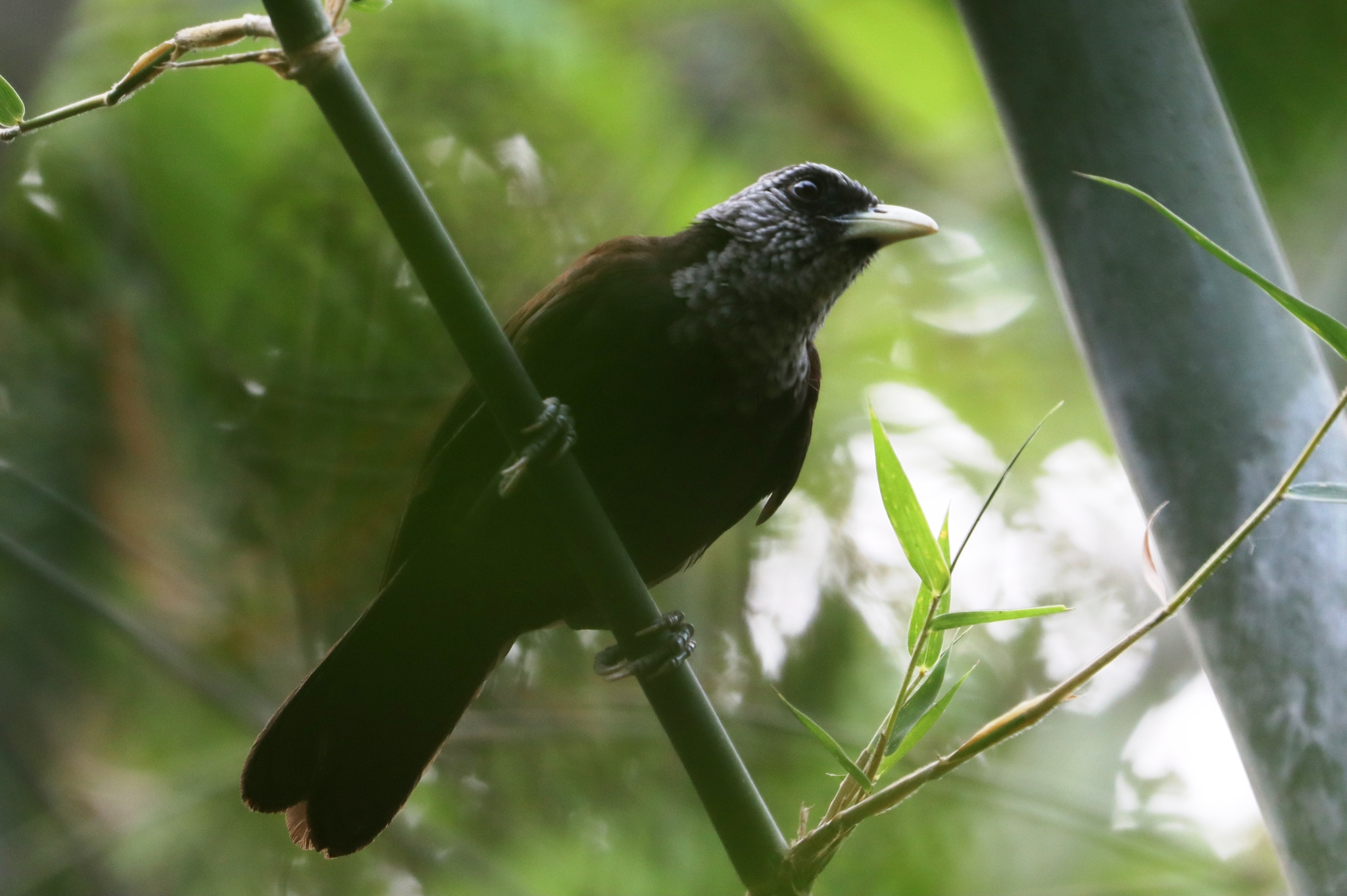 Capuchin Babbler illustration