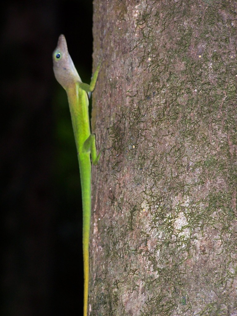 St. Lucia Anole