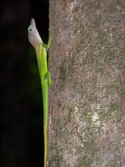 Anolis luciae