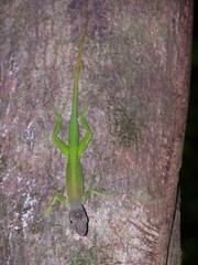 Anolis luciae