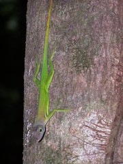 Anolis luciae