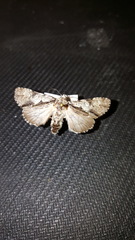 Acronicta funeralis