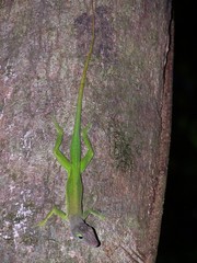 Anolis luciae