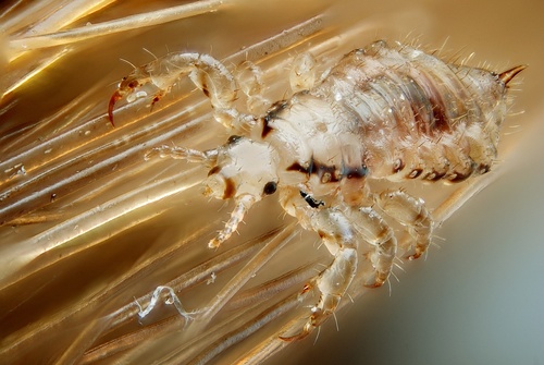 Human Body Louse Subspecies Pediculus Humanus Humanus · Inaturalist