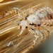 Human Body Louse - Photo (c) Gilles San Martin, some rights reserved (CC BY-SA)