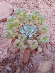 Physaria acutifolia