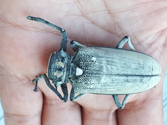 Batocera rufomaculata