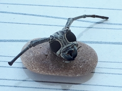 Batocera rufomaculata