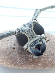 Batocera rufomaculata