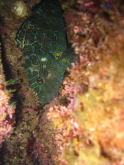 Cirrhitus rivulatus