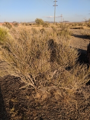 Ephedra trifurca