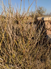 Ephedra trifurca