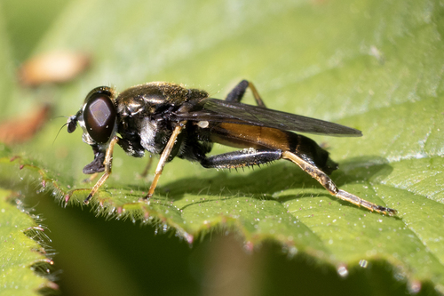 Orange-belted Leafwalker