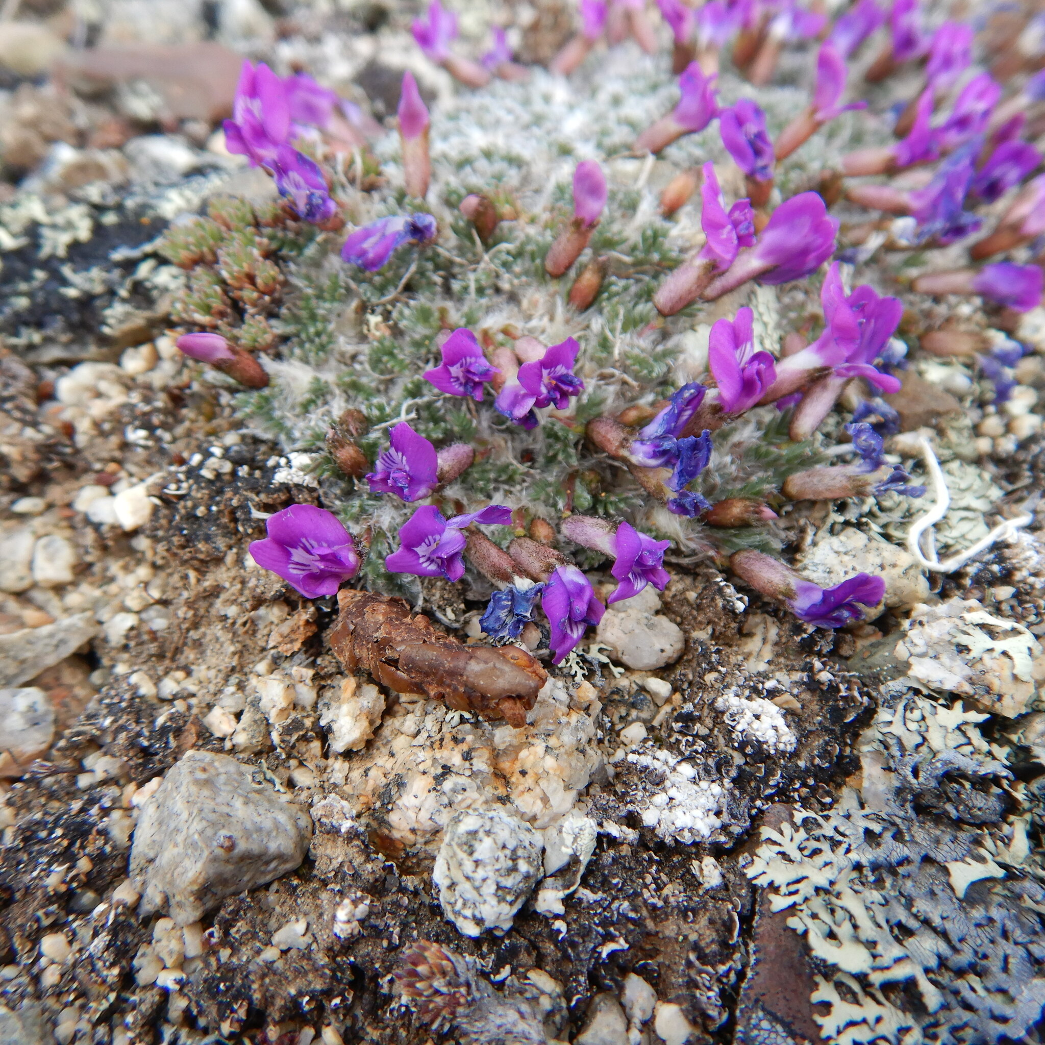 Oxytropis huddelsonii