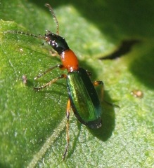 Calleida punctata