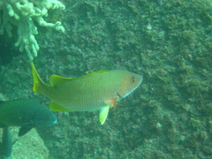 Lutjanus argentiventris