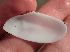 Megangulus bodegensis