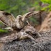 Rough-legged Hawk - Photo (c) Dmitry Boldyrev, some rights reserved (CC BY-NC-SA), uploaded by Dmitry Boldyrev