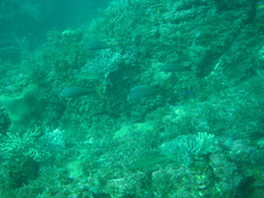 Cephalopholis colonus