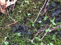 Peltigera evansiana
