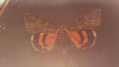 Catocala junctura