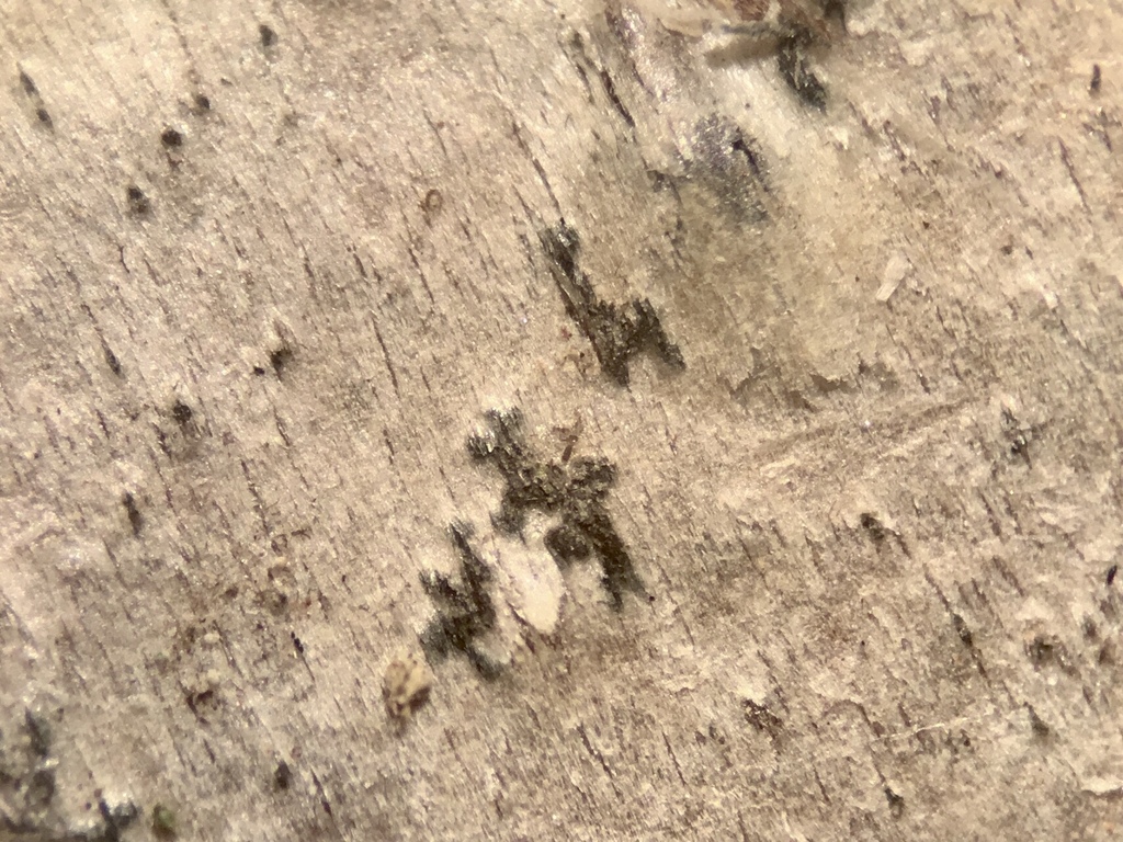 Arthonia quintaria