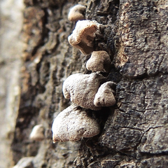 Porodisculus pendulus