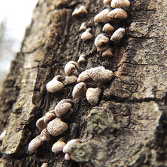 Porodisculus pendulus