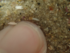 Caecum crebricinctum