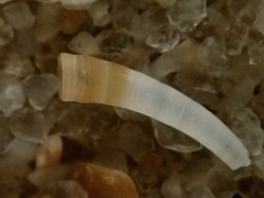Caecum crebricinctum