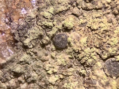 Bacidia fuscoviridis