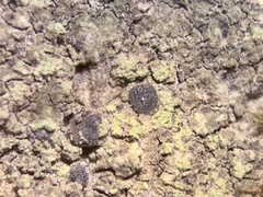 Bacidia fuscoviridis