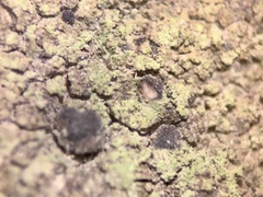 Bacidia fuscoviridis