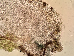 Bacidia fuscoviridis