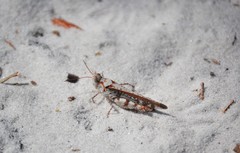 Spharagemon marmorata