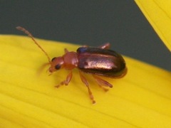 Luperaltica nigripalpis