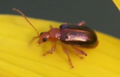 Luperaltica nigripalpis