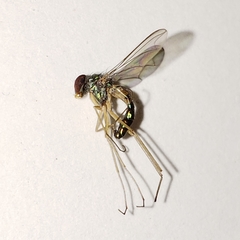 Amblypsilopus variegatus