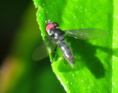 Ocyptamus dimidiatus