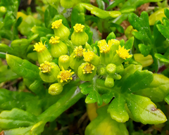 Senecio sterquilinus