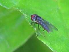 Ocyptamus dimidiatus