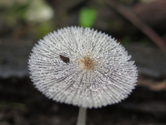 Lanatulae